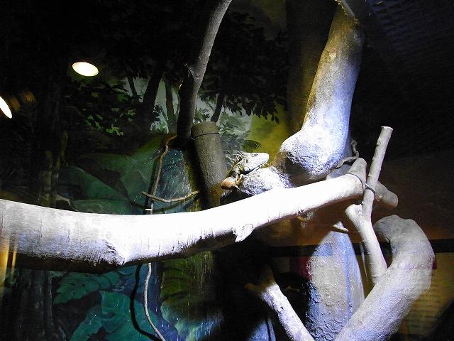 RIMG0290.jpg