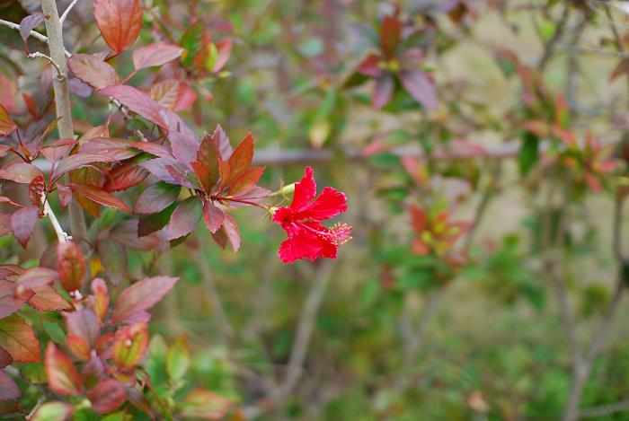 DSC_0053s.jpg